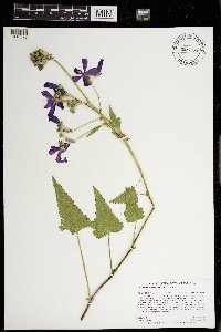 Callirhoe triangulata image