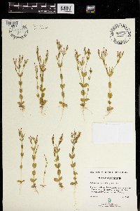 Centaurium pulchellum image