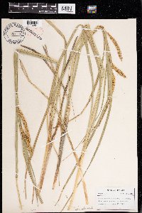 Carex rostrata image