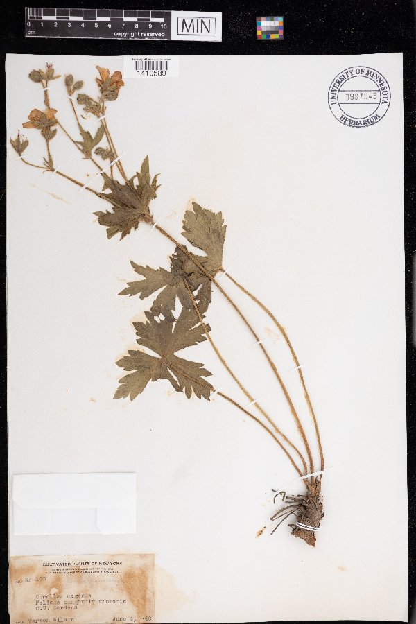 Geranium macrorrhizum image