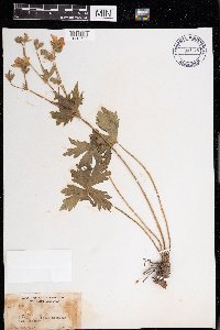 Image of Geranium macrorrhizum