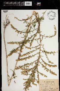 Image of Symphyotrichum racemosum