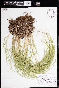 Carex normalis image