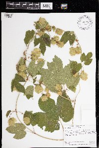 Humulus lupulus var. lupuloides image