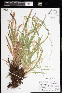 Carex arctata image