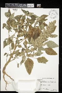 Amaranthus retroflexus image