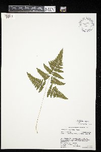 Gymnocarpium robertianum image