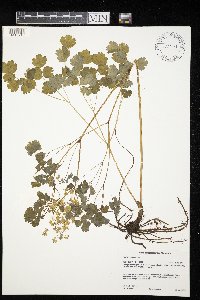 Thalictrum dioicum image