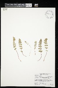 Woodsia ilvensis image