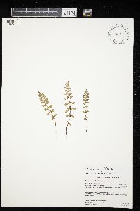 Woodsia oregana image