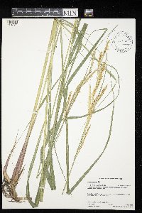 Spartina pectinata image