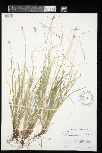 Carex peckii image