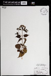 Image of Eupatorium aromaticum