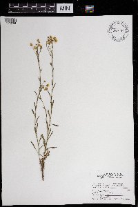 Erigeron strigosus image