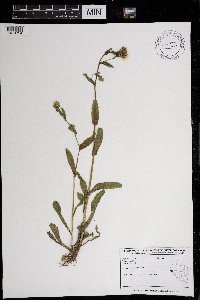 Erigeron annuus image