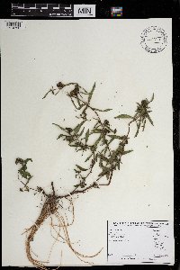 Eclipta prostrata image