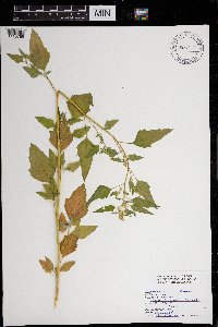 Chenopodium album image