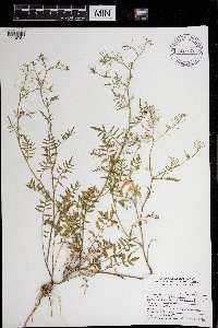 Rorippa sylvestris image