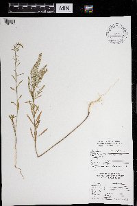 Lepidium densiflorum image