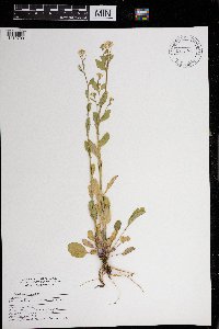 Barbarea vulgaris image