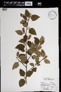 Betula nigra image