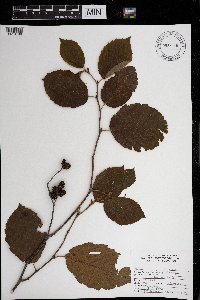 Alnus incana subsp. rugosa image