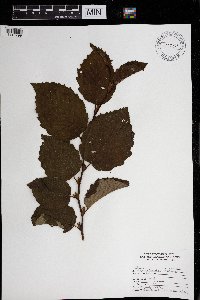 Alnus incana image