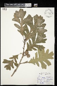 Quercus macrocarpa image