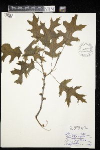 Quercus velutina image