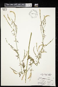 Melilotus officinalis image