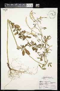 Melilotus officinalis image