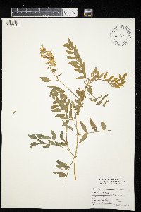 Astragalus canadensis image