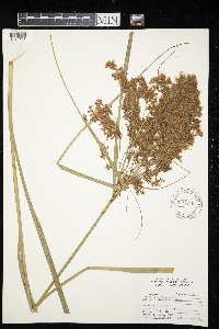 Scirpus cyperinus image