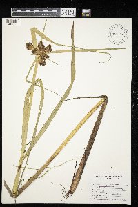 Bolboschoenus fluviatilis image