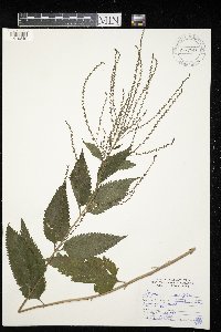 Verbena urticifolia image