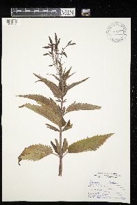 Verbena hastata image