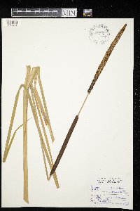 Typha angustifolia image