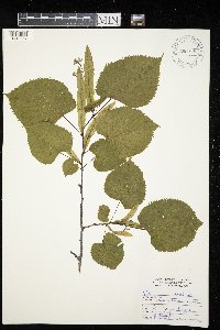 Tilia americana image