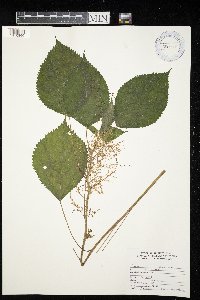 Laportea canadensis image