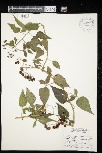 Solanum dulcamara image