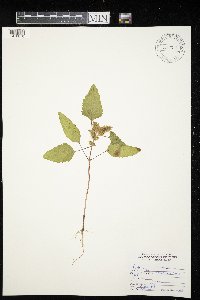 Xanthium strumarium image