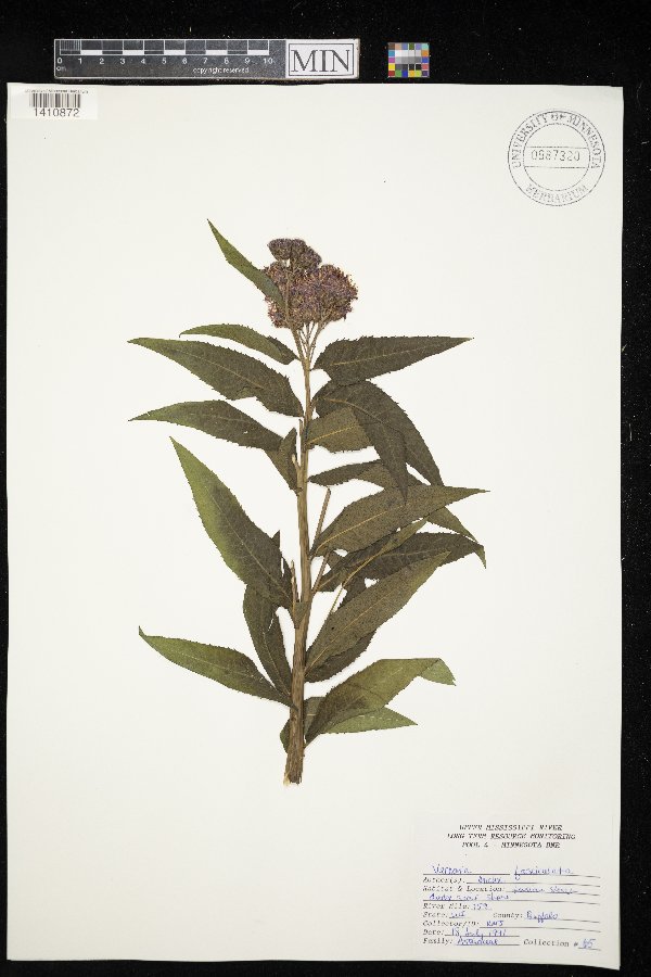 Vernonia fasciculata image