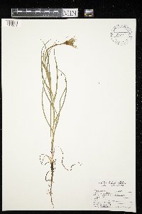 Tragopogon dubius image