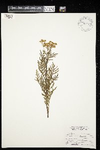 Tanacetum vulgare image