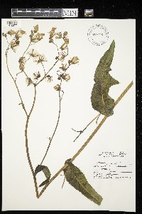 Sonchus asper image