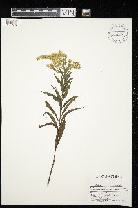 Solidago canadensis image