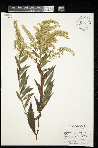 Solidago gigantea image