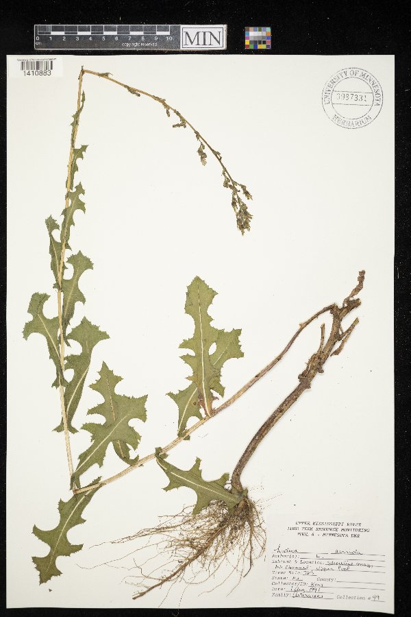 Lactuca serriola image