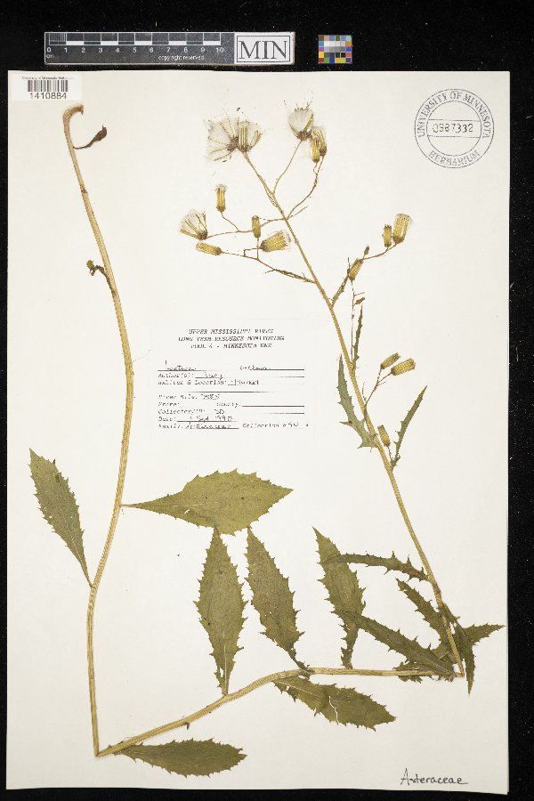 Lactuca villosa image