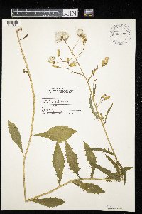 Image of Lactuca villosa